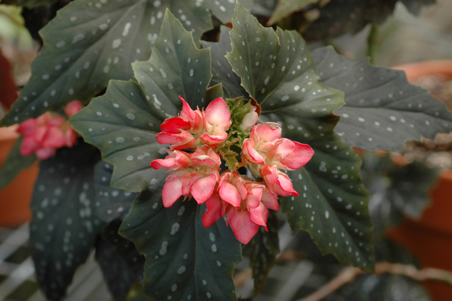 B. ‘Annan Angel’